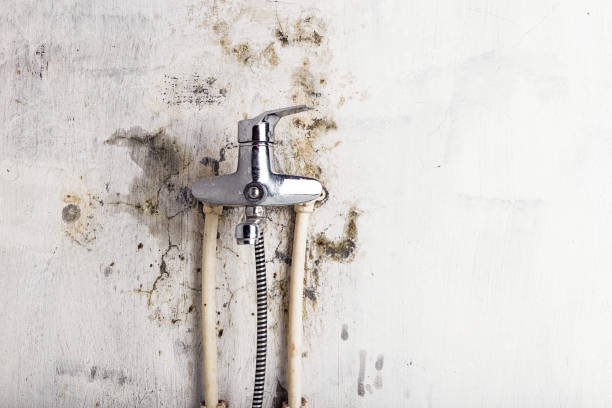 Best Mold Removal Near Me  in Pleasant Prairie, WI