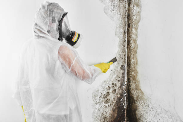 Best Mold Damage Repair  in Pleasant Prairie, WI
