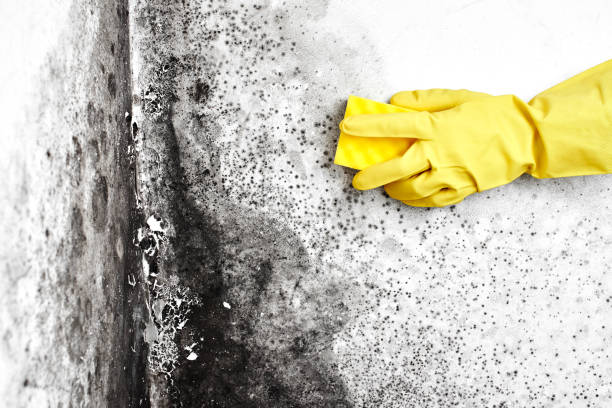 Best Mold Removal Specialists  in Pleasant Prairie, WI