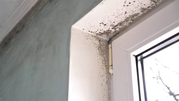 Best Emergency Mold Removal  in Pleasant Prairie, WI