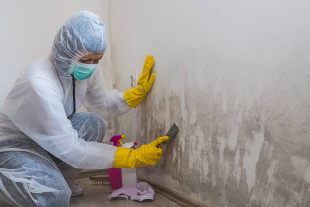 Pleasant Prairie, WI Mold Removal Company