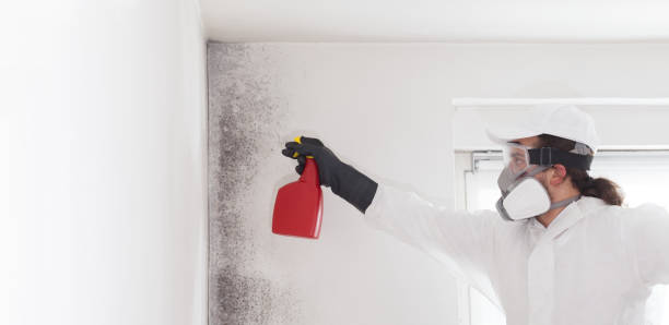 Best Local Mold Removal Service  in Pleasant Prairie, WI