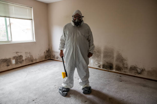 Best Black Mold Removal  in Pleasant Prairie, WI
